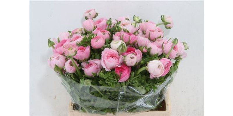 Ranunculus Pink 40cm EX Col-Dark Pink