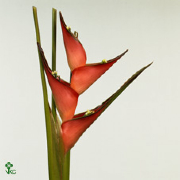 Heliconia Caribaea 70cm A1