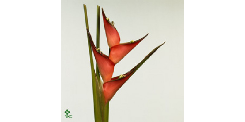 Heliconia Caribaea 70cm A1