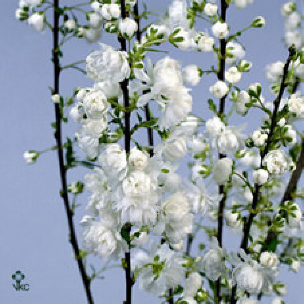 Prunus Gland White 80cm  Col-White