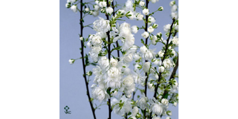 Prunus Gland White 60cm A1