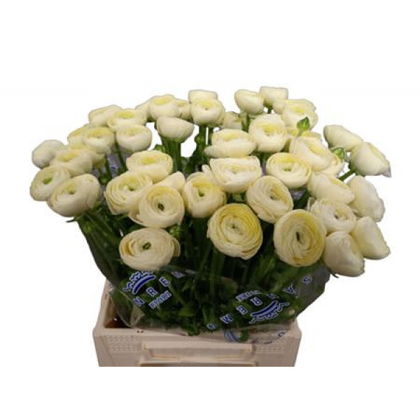 Ranunculus Kl Crema Cr511 45 A1Cream