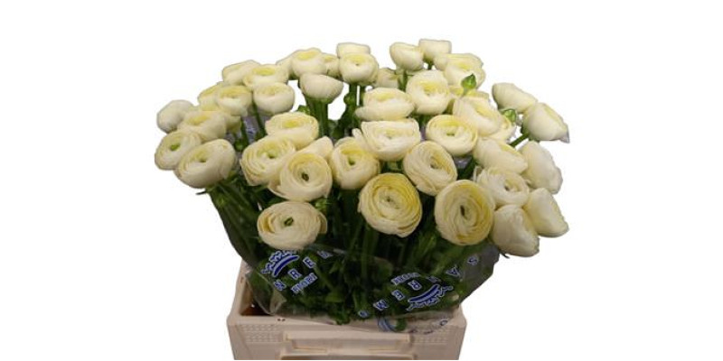 Ranunculus Kl Crema Cr511 45 A1Cream