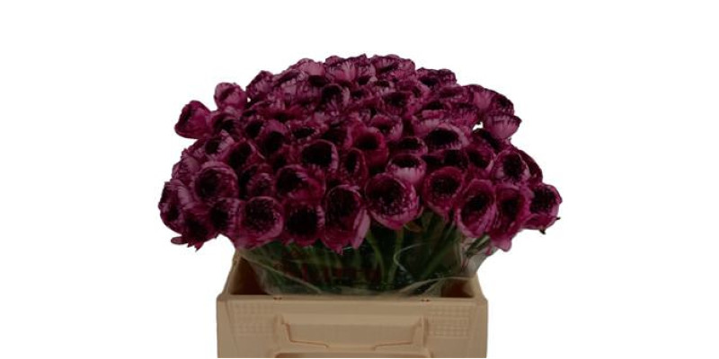 Ran Kl Cappuccino Violet 40cm 