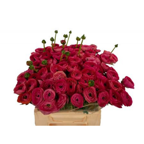 Ranunculus Su Rose 752 Extra 45cm