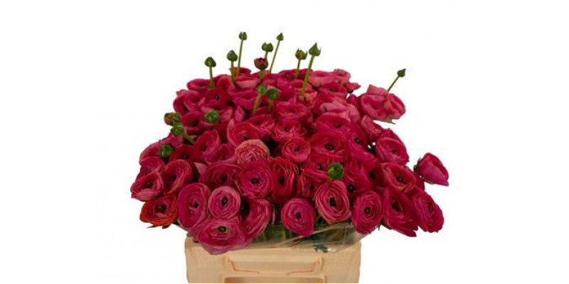 Ranunculus Su Rose 752 Extra 45cm