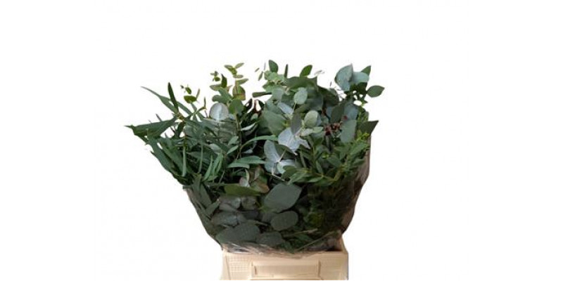 Eucalyptus Mix Short 150gr 50cm a1