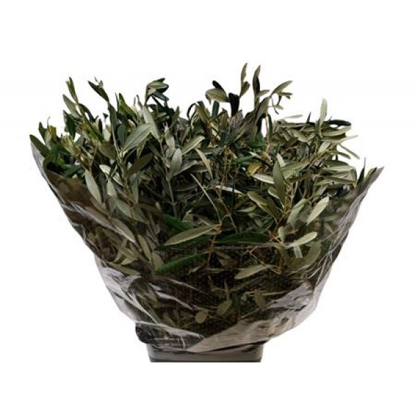 Olive 500gr 60cm 