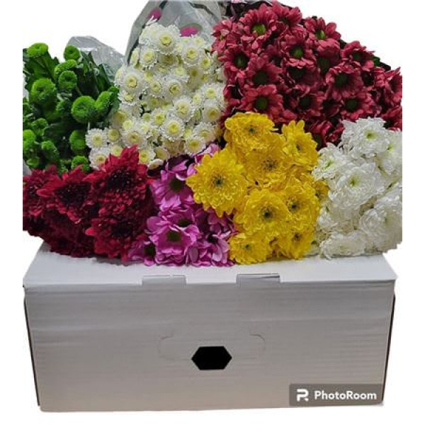 Chrysanthemums T Cheap Mix 65cm 0