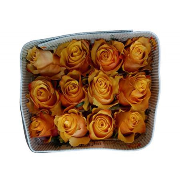 Rose Gr Eq Copperfield 50cm A1