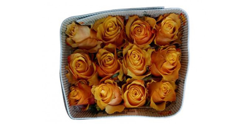 Rose Gr Eq Copperfield 50cm A1