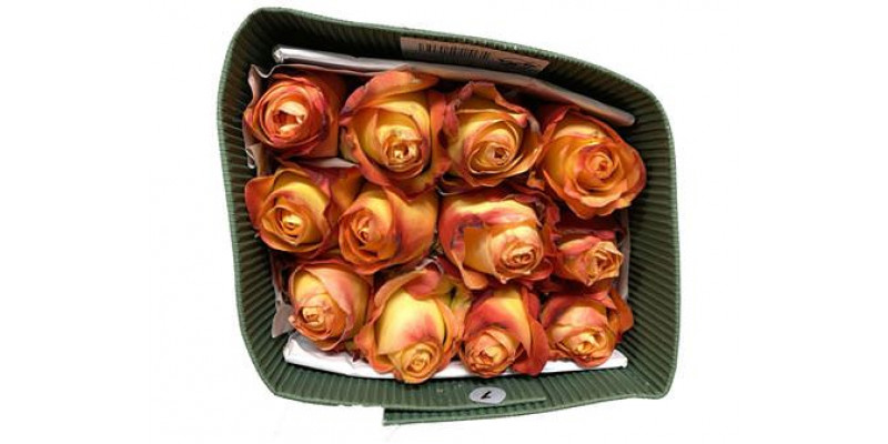 Rose Gr Eq Encanto 50cm A1