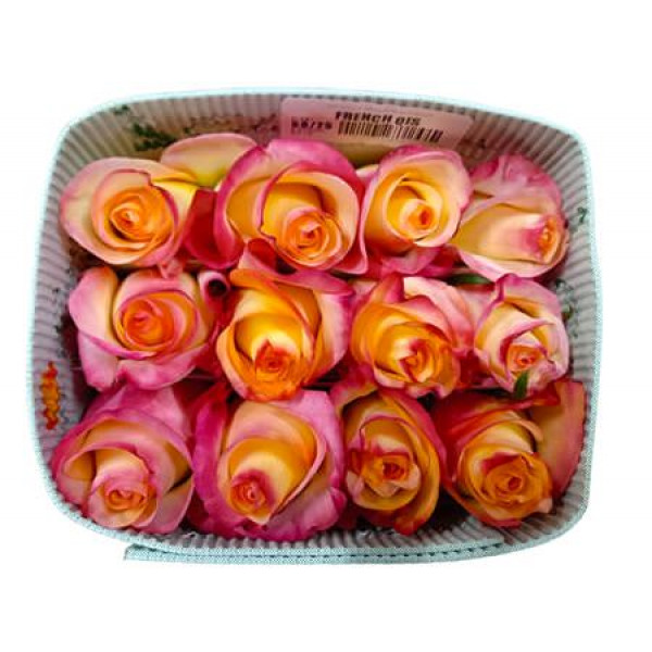 Rose Gr Eq French Qis 50cm A1