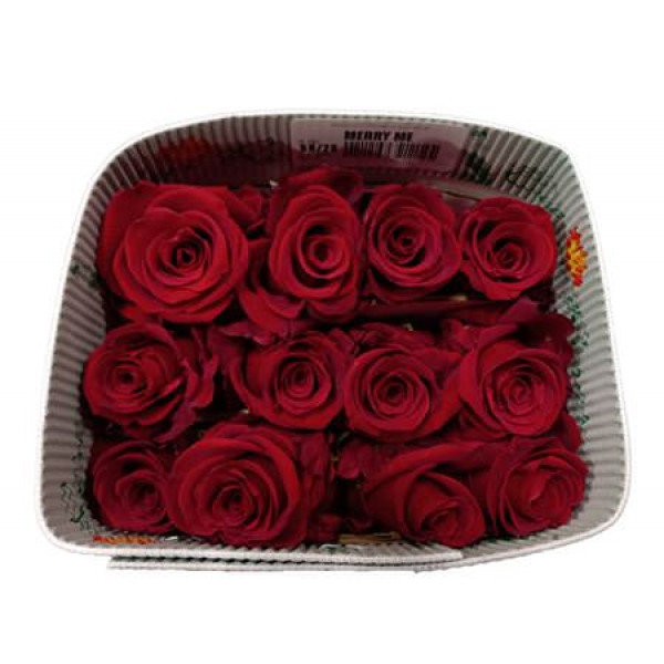 Rose Gr Eq Merry Me 50cm A1