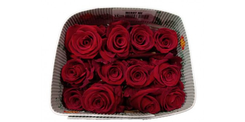 Rose Gr Eq Merry Me 50cm A1