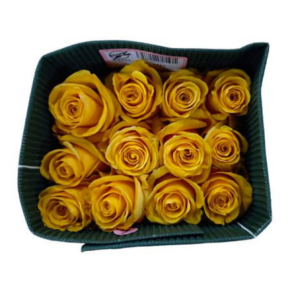 Rose Gr Eq Bumblebee 60cm A1