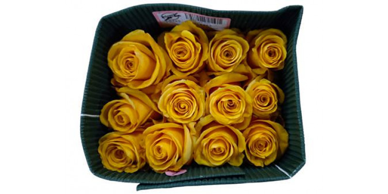 Rose Gr Eq Bumblebee 60cm A1