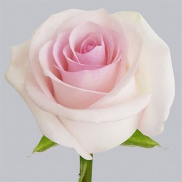 Rose Gr Eq Lorraine Pink Bella 60cm A1 (Valentine Pre Order)