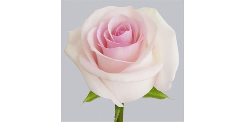 Rose Gr Eq Lorraine Pink Bella 60cm A1 (Valentine Pre Order)