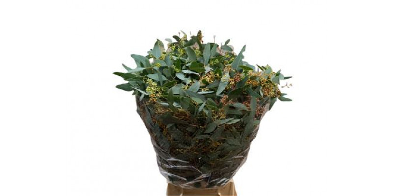 Eucalyptus Populus Bes 300gr Pbs 70cm A1 Col-Green