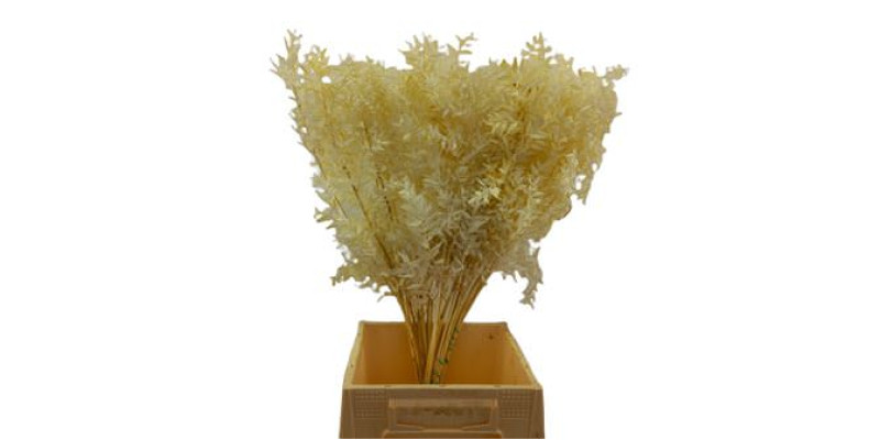 Dried Ruskus Bleached 