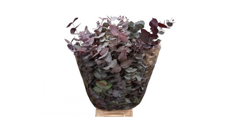 Eucalyptus Cinerea Rood Abs 300gr Pbs 75cm 