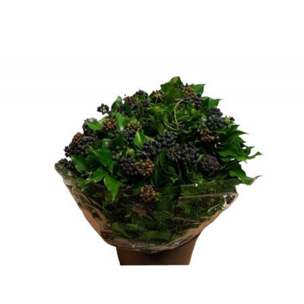 Hedera Bes 250gr 65cm A1 (Valentine Pre Order)