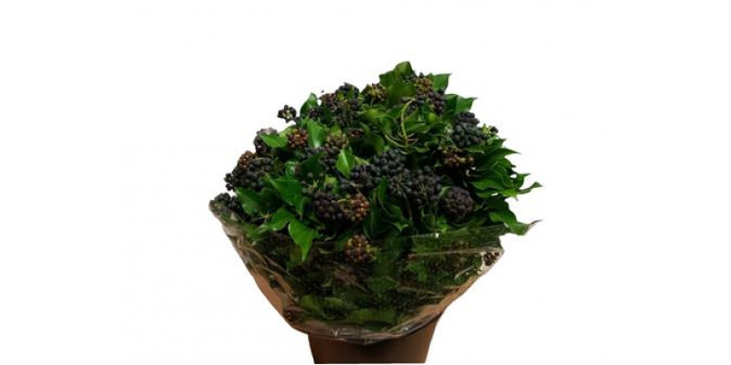 Hedera Bes 250gr 65cm A1 (Valentine Pre Order)