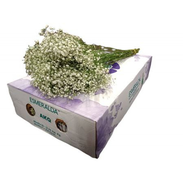 Gypsophila Xlence 40gr 80cm A1 (Valentine Pre Order)