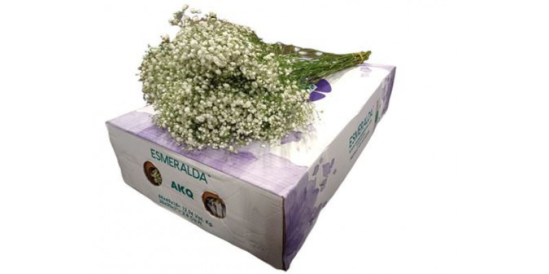 Gypsophila Xlence 40gr 80cm A1 (Valentine Pre Order)