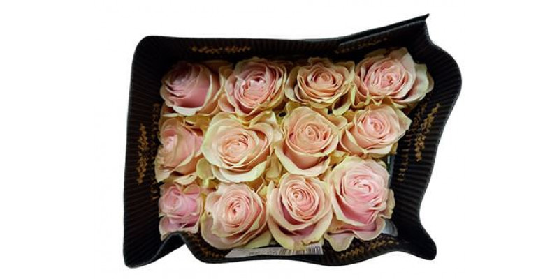 Rose Gr Eq Pink Promise Bella 60cm A1 (Valentine Pre Order)