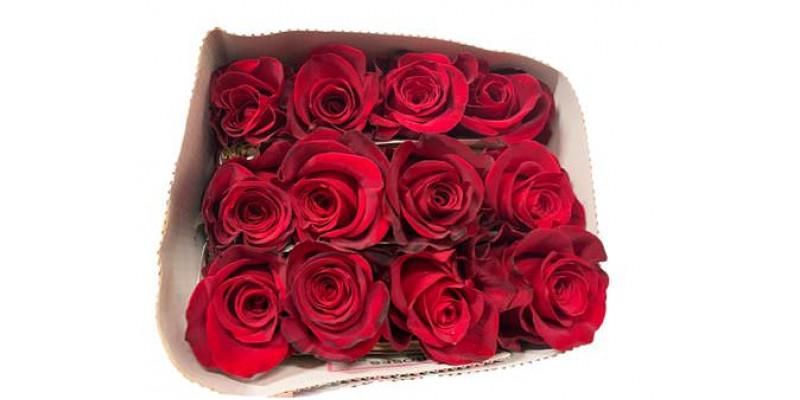 Rose Gr Eq Freedom 50cm A1 (Valentine Pre Order)