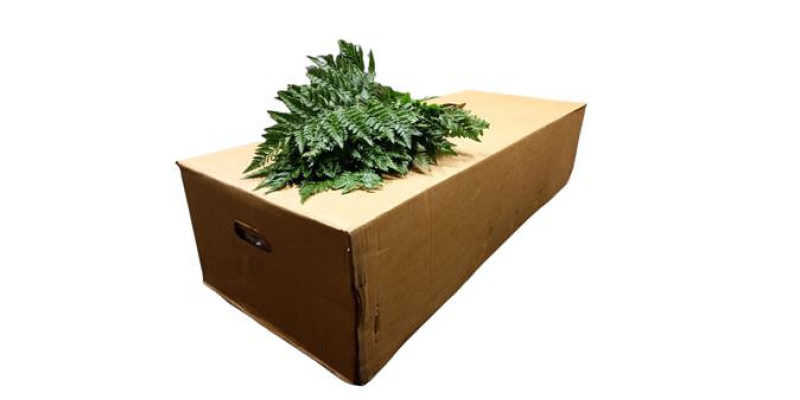 Leatherleaf Large 55cm 0