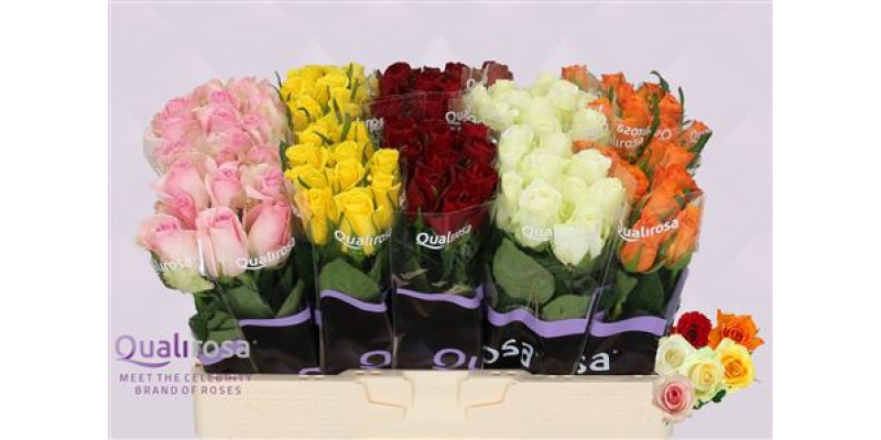 Rose Gr Mix Vianen X100  50cm A1