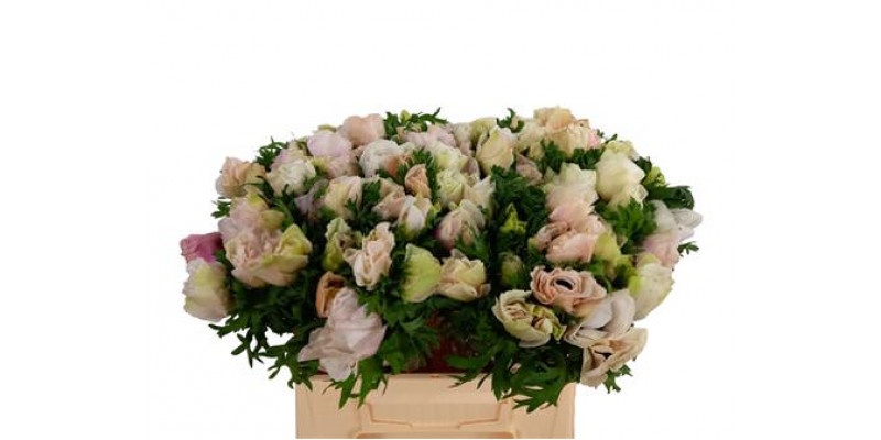 Anemones Mistral White Xl 40cm  Col-White