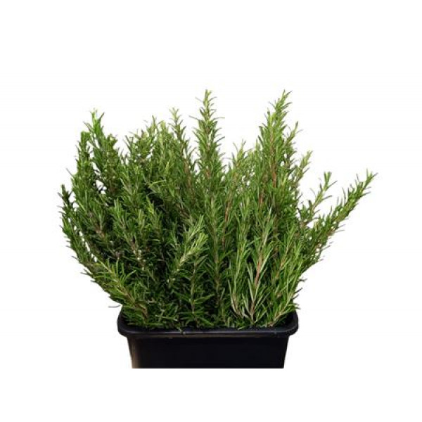 Rosemary 400gr 60cm 