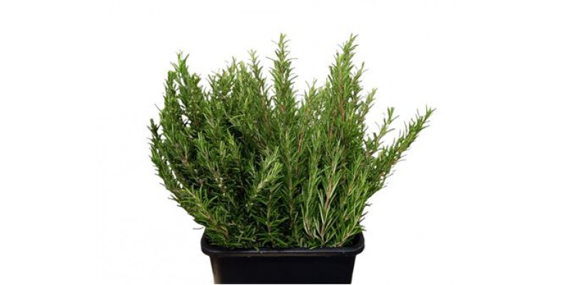 Rosemary 400gr 60cm 