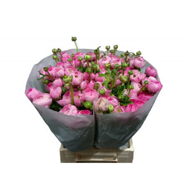 Ranunculus El Rose Extra 45 A1Pink