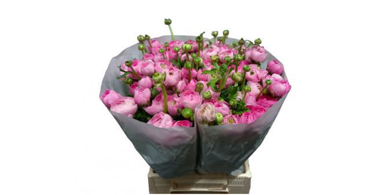 Ranunculus El Rose Extra 45 A1Pink