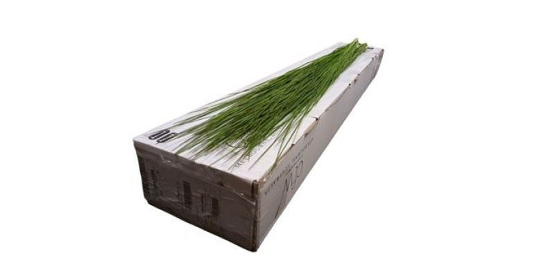 Steelgrass X20 70cm A1