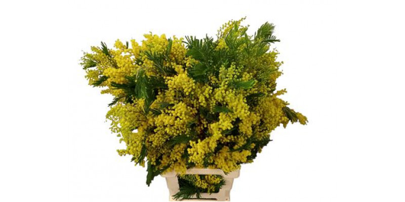 Acacia Mirandol 400 Gr. 100/120 Cm 100cm  Col-Yellow