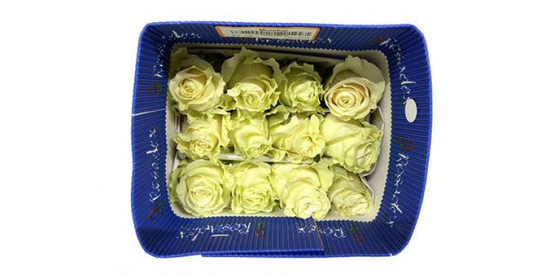 Rose Gr Eq Mondial Bless 60cm A1 (Valentine Pre Order)