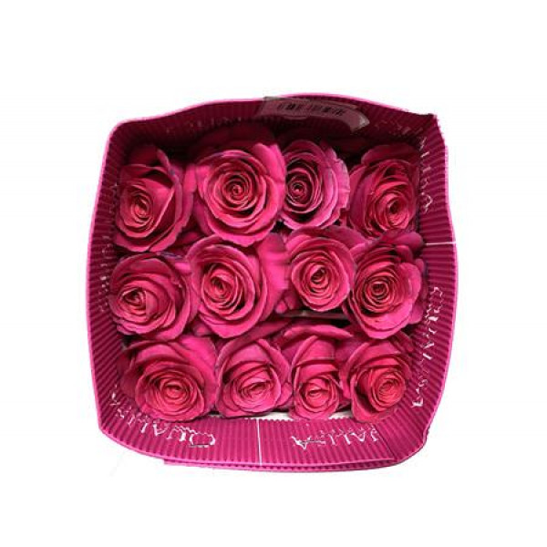 Rose Gr Eq Pink Floyd Bella 60cm A1 (Valentine Pre Order)