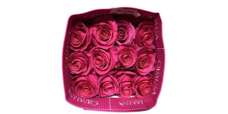 Rose Gr Eq Pink Floyd Bella 60cm A1 (Valentine Pre Order)