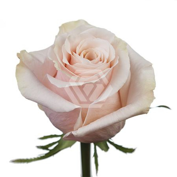 Rose Gr Eq Shimmer 70cm A1