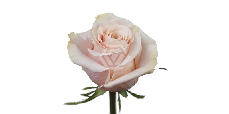 Rose Gr Eq Shimmer 70cm A1