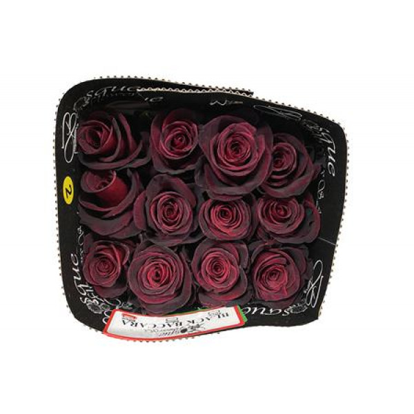 Rose Gr Eq Black Baccara 60cm A1