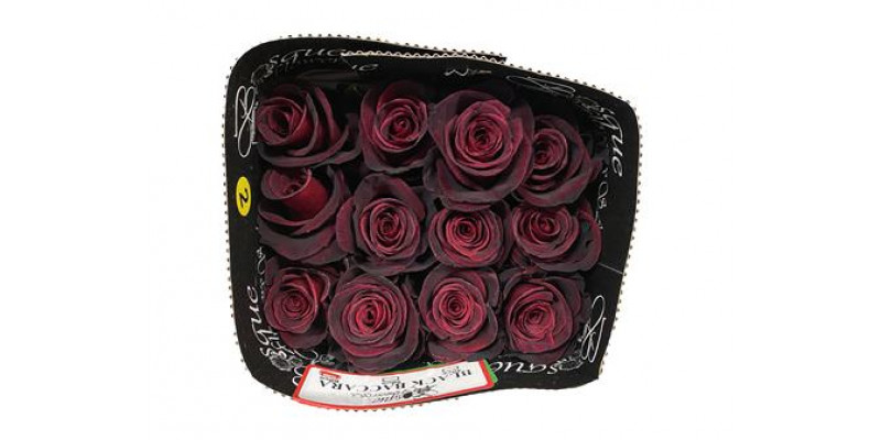 Rose Gr Eq Black Baccara 60cm A1