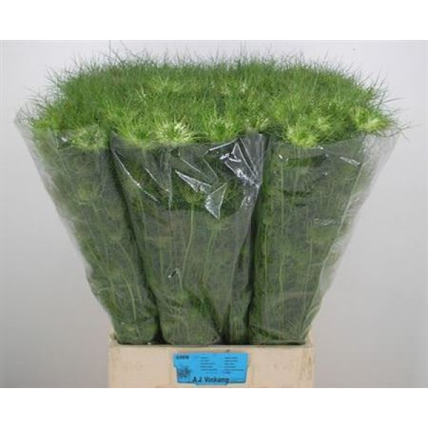 Nige Damascena Green 75cm A1