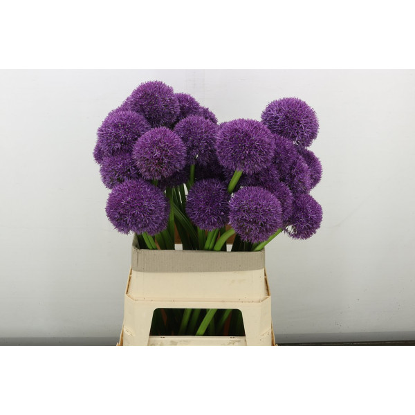 Allium Grootbloemig Xxl 80 cm A1